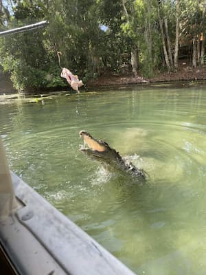 crocodile jumping out of the water