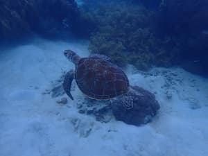 turtle swimming underwater between coral structures