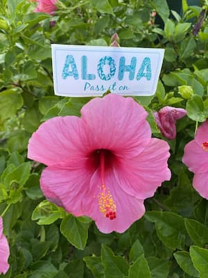 a pink flower with an aloha sticker above it