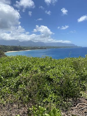 green bushes in the foreground with tropical ocean in the background