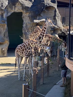 image of giraffes in zoo enclosure